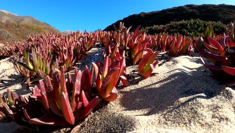 Colorful-succulent-plants-growing-in-the-sand-off-the-Central-Coast-of-California