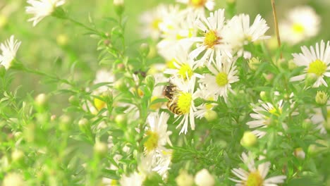 Wasp-Sipping-Nectar-On-Daisies---Closeup-Shot
