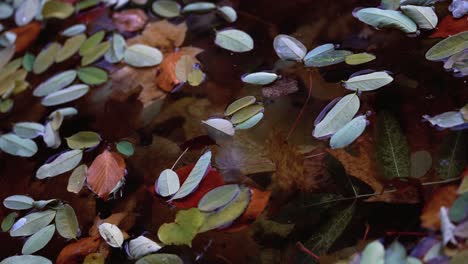 Autumn-Season---Fallen-Leaves-On-The-Water---Static-Shot