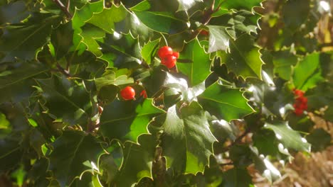 A-close-up-shot-of-holly-leaves-and-fruits-in-the-morning