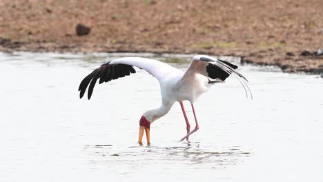 A-yellow-billed-stork-fishing-with-its-wings-open-in-a-waterhole-in-Kruger-National-Park