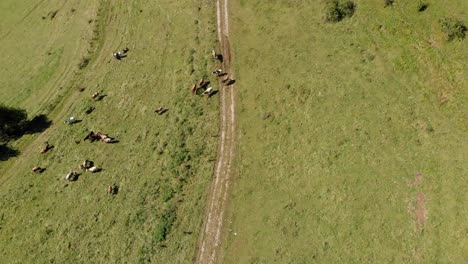 top-down-view-of-cows-grazing-on-green-field-in-summer,-drone-going-down