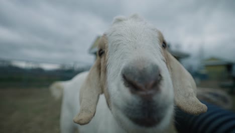 Closeup-Of-Boer-Goat's-Nose-Touching-The-Camera-In-Coaticook-Farm-In-Quebec,-Canada---Slow-Motion
