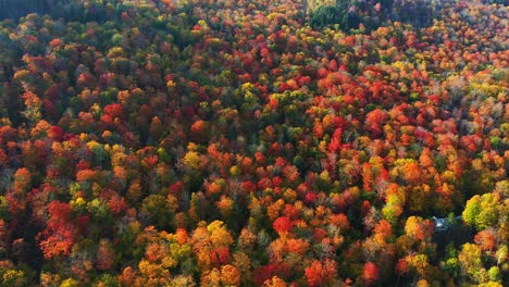 Vivid-Dense-Forest-on-Sunny-Autumn-Day,-Aerial-View,-Coloful-Leaf-in-Countryside-Landscape,-Drone-Shot
