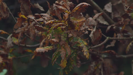 Turning-English-oak-leaves-shake-on-branch-in-autumn-breeze,-close-up