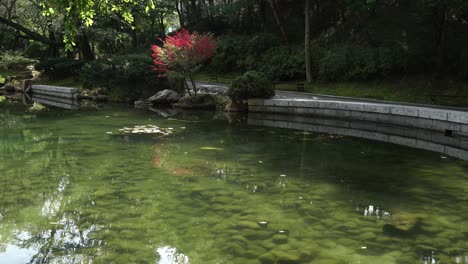 Mossy-Rock-On-Bottom-Of-Pond-With-Koi-Fish-In-The-Garden-Of-Korean-Temple-In-Autumn