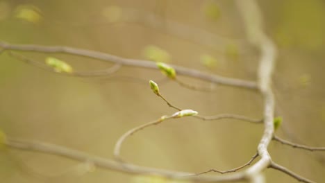 Green-Buds-Of-A-Tree-With-Blurred-Branches-In-The-Background-Through-Daylight,-Selective-Focus-Shot
