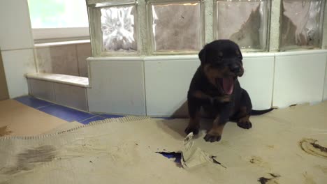 Sleepy-and-tired-Rottweiler-pure-bred-puppy-sitting-and-yawning