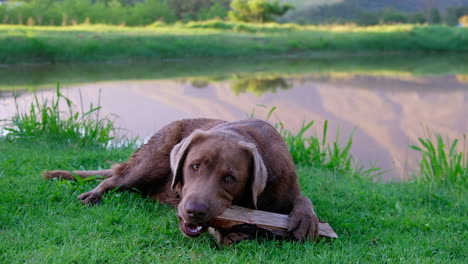Schokoladenbrauner-Labrador-Hund,-Der-Auf-Einem-Baumstamm-In-Einer-Landwirtschaftlichen-Umgebung-Kaut