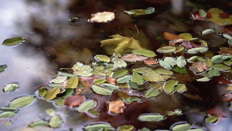 Fresh-And-Dry-Fallen-Leaves-Float-On-The-Water