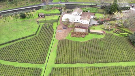 Tea-plantation-with-quaint-rural-house,-Azores