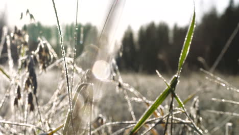 Low-angle-of-wet-and-icy-grass-on-cold-winter's-morning