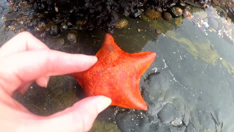 Hand-exploring-and-observing-a-small-sea-star-over-a-rocky-ocean-tide-pool