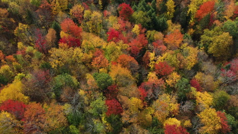 Birds-Eye-Aerial-View-of-Colorful-Forest-Display-at-Autumn-Peak