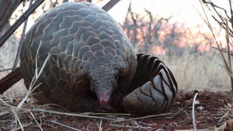 A-low-angle-view-of-a-ground-pangolin-unroll-and-looking-into-the-camera