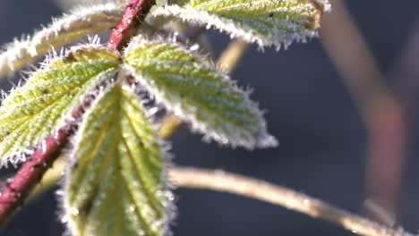 Close-up-pan-away-from-green-frosty-leaves-in-sunlight,-shallow-DOF
