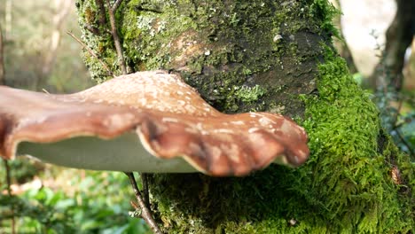 Wild-Autumn-mushroom-fungi-growing-on-woodland-mossy-forest-tree-trunk-closeup-dolly-left