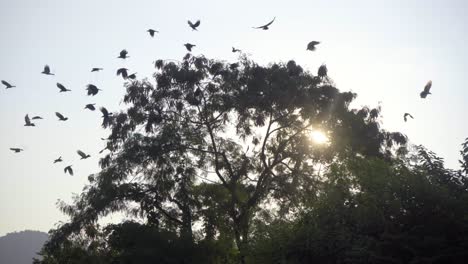 Pájaros-Volando-Juntos-Desde-El-árbol-India-Mumbai-Buche-Cuervos-Indio