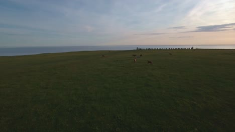 Cows-Eating-Grass-In-Front-of-Ales-Stenar-With-The-Baltic-Sea-in-The-Background,-Aerial-Smooth-Slow-Forward