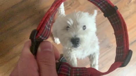 West-Highland-Terrier-Welpe-Springt-Und-Bellt,-Wenn-Er-Das-Rote-Hundehalsband-Betrachtet