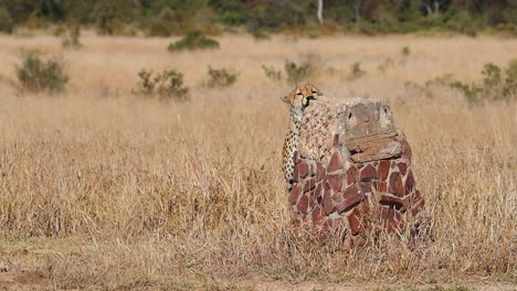 Extreme-wide-shot-of-a-cheetah-smelling-a-scent-on-a-sign-post-in-Kruger-National-Park