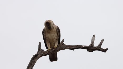 A-pale-Wahlberg's-eagle-perching-on-a-branch-in-Kruger-National-Park