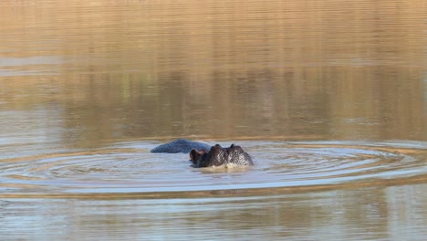 Wide-shot-of-a-hippo-opening-its-mouth-to-chase-of-some-oxpeckers-off-its-head,-Kruger-National-Park