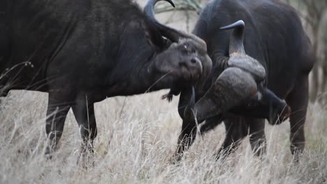 Medium-close-up-of-two-Cape-buffalo-bulls-clashing-horns,-Kruger-National-Park