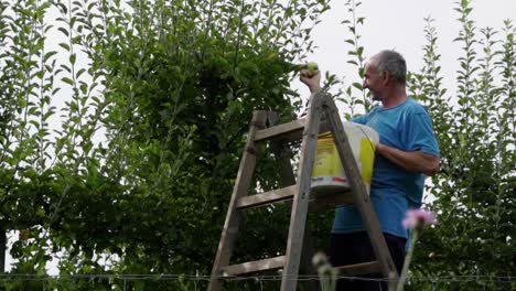 Happy-caucasian-retired-man-picking-green-apples-from-the-fruit-tree,-SLOW-MOTION