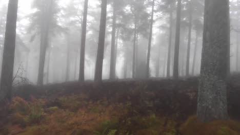 Low-angle-forward-walk-through-mystic-forest-during-foggy-dramatic-day-on-Kinnoull-Hill,Woodland-Park,Scotland