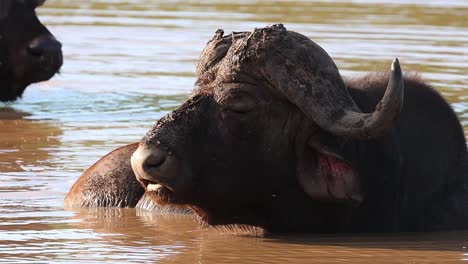 Ein-Kaffernbüffel,-Der-Im-Krüger-Nationalpark-Im-Wasser-Liegt