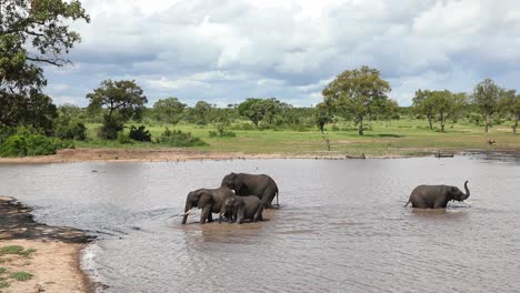 Extreme-wide-shot-of-a-small-herd-of-elephants-walking-out-a-waterhole,-Kruger-National-Park