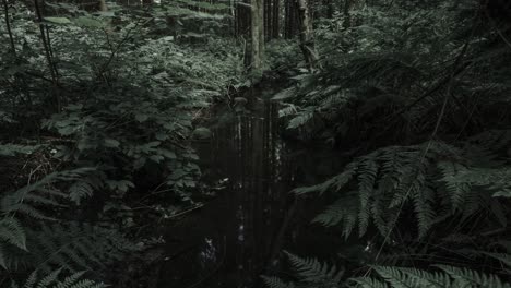 Very-slowly-zooming-out-time-lapse-video-of-forest,-ferns-and-small-river-in-the-forest