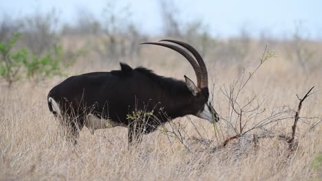 A-Sable-antelope-rubs-its-face-and-horns-on-a-small-bush,-Kruger-National-Park