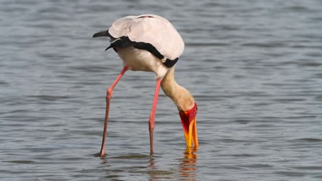 A-Yellow-billed-stork-fishing-in-the-shallow-water,-Kruger-National-Park