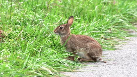 A-cotton-tail-rabbit-sitting-on-a-path-and-eating-blades-of-grass