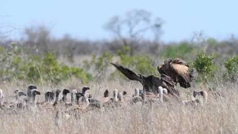 A-wide-shot-of-white-backed-vultures-feeding-on-carcass-in-the-long-dry-grass-in-Kruger-National-Park