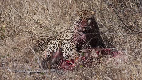 Una-Toma-Amplia-De-Un-Leopardo-Sentado-Sobre-Su-Muerte-De-Jabalí-En-La-Pradera-Seca,-Parque-Nacional-Kruger
