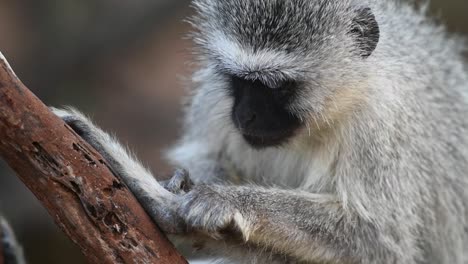 A-medium-close-up-of-a-vervet-monkey-grooming-its-foot,-Kruger-National-Park