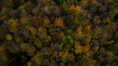 Aerial-drone-shot-over-colorful-orange-autumn-tree-canopy-in-deciduous-forest