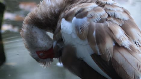 Grooming-Muscovy-duck-with-brown-and-white-feather-plumage,-vibrant-red-beak-and-cheeks-around-the-eyes-with-out-of-focus-water-of-a-pond-in-the-background