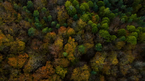 View-From-Top-Of-Autumn-Forest-With-Colourful-Foliage-In-Witomino,-Gdynia-Poland,-Aerial-Shot
