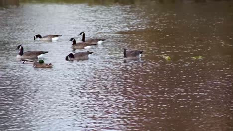 Bird-Watching-Canadian-Geese-on-Water-Pond