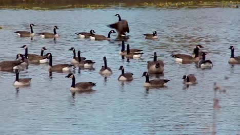 Canadian-Geese-Migrating-South-in-Winter-Season,-Wading-in-Water-Pond