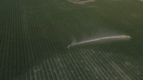 Drone-footage-of-Field-irrigation-sprinkler-spraying-water-at-sunset-time