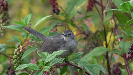A-catbird-sitting-in-a-berry-bush-and-eating-berries