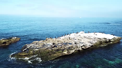 Wild-Birds-And-Seals-On-A-Ocean-Rock-At-La-Jolla-Cove-In-San-Diego,-Travel-Destination