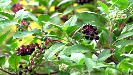 Un-Arbusto-De-Pokeberry-Moviéndose-En-La-Fresca-Brisa-De-Verano