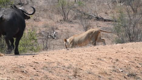 Un-Búfalo-Del-Cabo-Ahuyentando-A-Una-Leona,-Parque-Nacional-Kruger