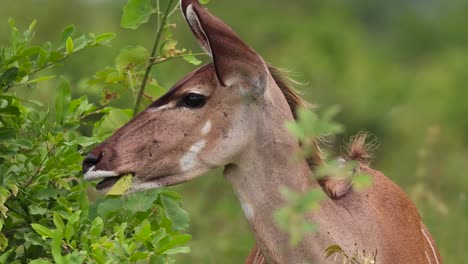 A-close-up-of-a-female-Kudu's-head-looking-into-the-camera-and-chewing-before-going-back-to-feeding-on-some-leaves,-Kruger-National-Park